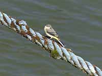 Bergeronnette des ruisseaux Motacilla cinerea