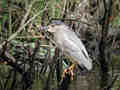 Bihoreau gris Nycticorax nycticorax