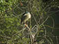 Bihoreau gris Nycticorax nycticorax