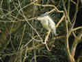 Bihoreau gris Nycticorax nycticorax