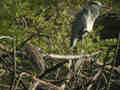 Bihoreau gris Nycticorax nycticorax