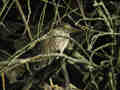 Bihoreau gris Nycticorax nycticorax