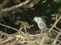 Bihoreau gris Nycticorax nycticorax