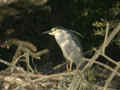 Bihoreau gris Nycticorax nycticorax