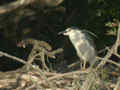 Bihoreau gris Nycticorax nycticorax