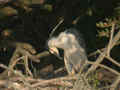 Bihoreau gris Nycticorax nycticorax