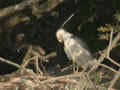 Bihoreau gris Nycticorax nycticorax