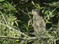 Bihoreau gris Nycticorax nycticorax