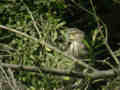 Bihoreau gris Nycticorax nycticorax