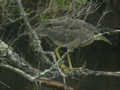 Bihoreau gris Nycticorax nycticorax