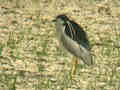 Bihoreau gris Nycticorax nycticorax