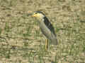 Bihoreau gris Nycticorax nycticorax