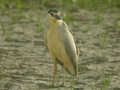 Bihoreau gris Nycticorax nycticorax