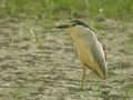 Bihoreau gris Nycticorax nycticorax