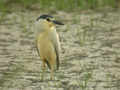 Bihoreau gris Nycticorax nycticorax