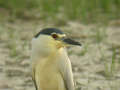 Bihoreau gris Nycticorax nycticorax