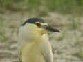 Bihoreau gris Nycticorax nycticorax