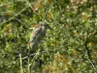 Bihoreau gris Nycticorax nycticorax