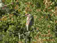 Bihoreau gris Nycticorax nycticorax