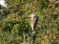 Bihoreau gris Nycticorax nycticorax