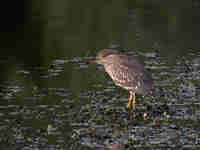 Bihoreau gris Nycticorax nycticorax