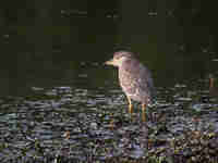 Bihoreau gris Nycticorax nycticorax