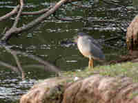 Bihoreau gris Nycticorax nycticorax