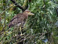 Bihoreau gris Nycticorax nycticorax