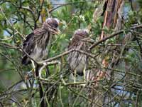 Bihoreau gris Nycticorax nycticorax