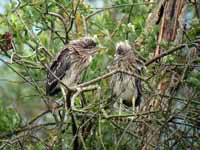 Bihoreau gris Nycticorax nycticorax