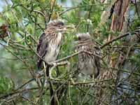 Bihoreau gris Nycticorax nycticorax