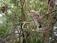 Bihoreau gris Nycticorax nycticorax