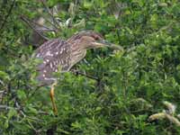 Bihoreau gris Nycticorax nycticorax