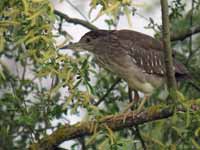 Bihoreau gris Nycticorax nycticorax