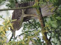 Bihoreau gris Nycticorax nycticorax