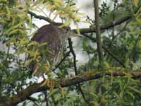 Bihoreau gris Nycticorax nycticorax