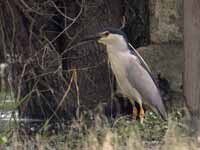 Bihoreau gris Nycticorax nycticorax