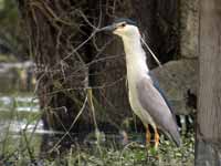 Bihoreau gris Nycticorax nycticorax