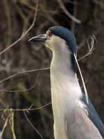 Bihoreau gris Nycticorax nycticorax