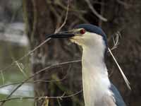 Bihoreau gris Nycticorax nycticorax