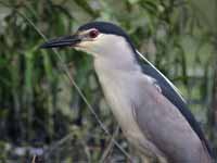 Bihoreau gris Nycticorax nycticorax