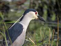 Bihoreau gris Nycticorax nycticorax