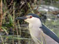 Bihoreau gris Nycticorax nycticorax