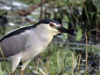 Bihoreau gris Nycticorax nycticorax