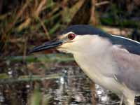 Bihoreau gris Nycticorax nycticorax