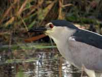 Bihoreau gris Nycticorax nycticorax