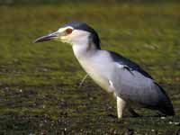 Bihoreau gris Nycticorax nycticorax