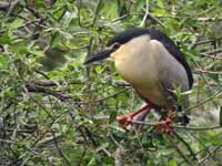 Bihoreau gris Nycticorax nycticorax