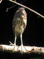 Bihoreau gris Nycticorax nycticorax