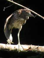 Bihoreau gris Nycticorax nycticorax